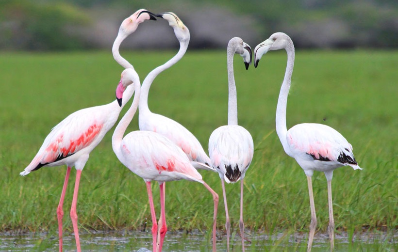 Bundala national park